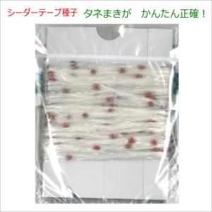 だいこん 種子 健志総太り(けんしそうぶとり)...の詳細画像3