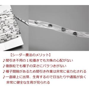 だいこん 種子 健志総太り(けんしそうぶとり)...の詳細画像5