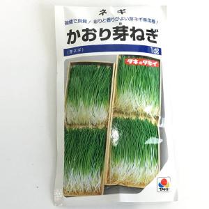 ねぎ★定期的に出品してます タキイ種苗 ネギ 葱 かおり芽ねぎ 1dl : 種苗・園芸ショップ 種もり