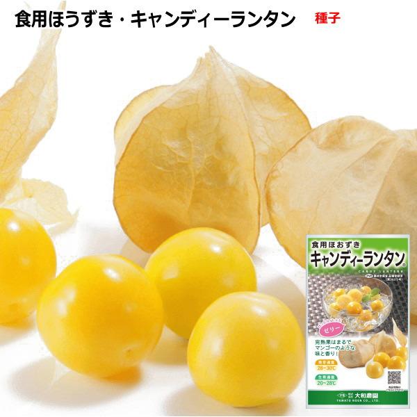 食用ほおずき・キャンディーランタン （コート種子 14粒）