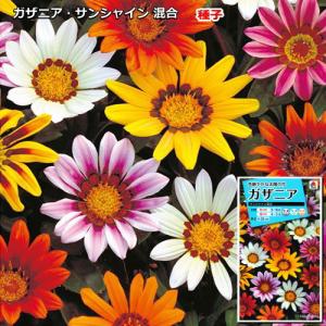 ガザニア 種子　サンシャイン 混合　0.2ml（育苗可能本数：およそ10本)