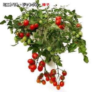 ミニトマト・ジャングル 種子　8粒｜naeyanohaba
