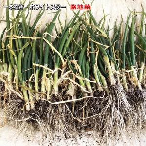 ねぎ・ホワイトスター 路地苗 50本