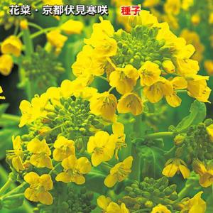 花菜 種子 京都伏見寒咲 3ml（育苗可能本数：およそ350本)