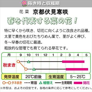 花菜 種子 京都伏見寒咲 3ml(育苗可能本数...の詳細画像1