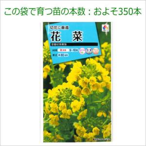 花菜 種子 京都伏見寒咲 3ml(育苗可能本数...の詳細画像2