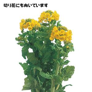 花菜 種子 京都伏見寒咲 3ml(育苗可能本数...の詳細画像3