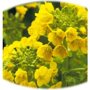 花菜 種子 京都伏見寒咲 3ml(育苗可能本数...の詳細画像4