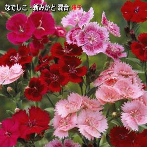 なでしこ （ ダイアンサス ）種子　新みかど 混合 　0.7ml（育苗可能本数：およそ100本)