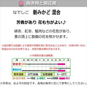 なでしこ ( ダイアンサス )種子 新みかど ...の詳細画像1