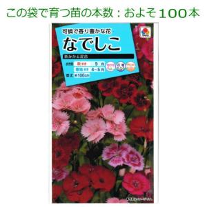 なでしこ ( ダイアンサス )種子 新みかど ...の詳細画像2