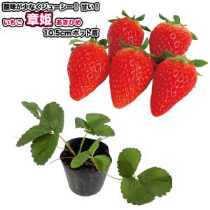 いちご【 章姫 】10.5cmポット苗／あきひめ