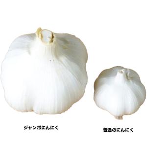 ジャンボ にんにく リン片種子 500g前後(...の詳細画像1