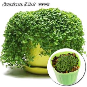 ミント　Corsican Mint【固定種】 9cmポット苗 ハーブ 【輸入種】