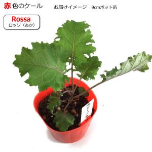 カリーノ・ケール ロッソ Rossa 9cmポット苗の詳細画像1