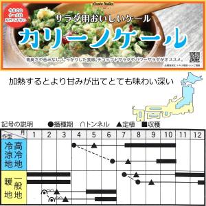 カリーノ・ケール ロッソ Rossa 9cmポット苗の詳細画像5