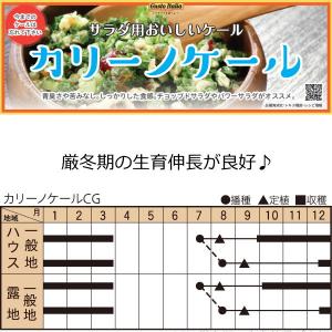 カリーノ・ケール CGケール 9cmポット苗 ...の詳細画像1