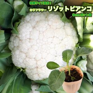 カリフラワー リゾットビアンコ Risotto Bianco 9cmポット苗