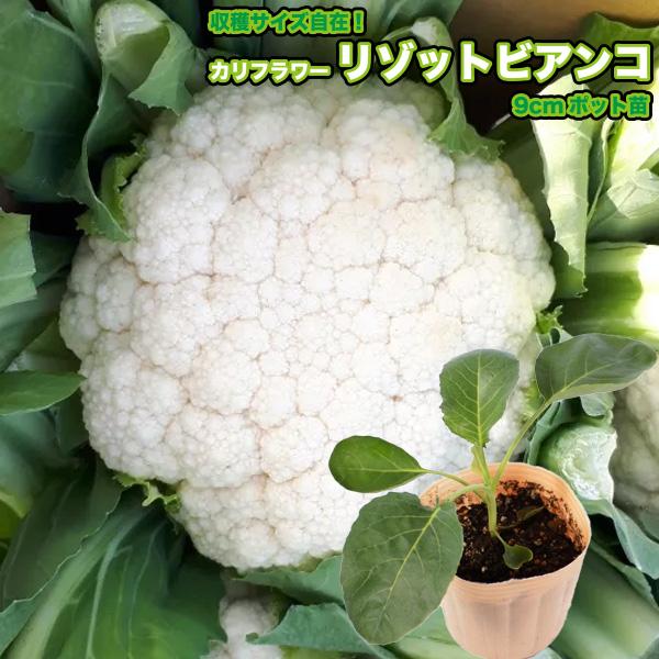 カリフラワー リゾットビアンコ Risotto Bianco 9cmポット苗