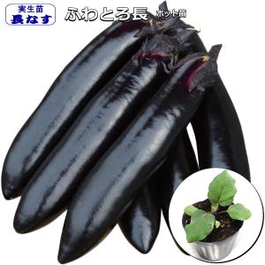 ナス とげなし千両二号 9cmポット 実生苗 : 花と緑のグリーンライフ