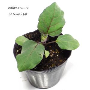 実生 なす ふわとろ長 10.5cmポット苗 茄子の詳細画像1