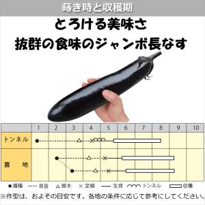 実生 なす ふわとろ長 10.5cmポット苗 茄子の詳細画像2