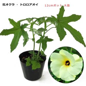 てしまの苗 スイカ苗 黒娘ここあ 接木苗 野菜苗 9cmポット 1ポット人気 Suika Kuromusume 9 1 てしまの苗屋 通販 Yahoo ショッピング