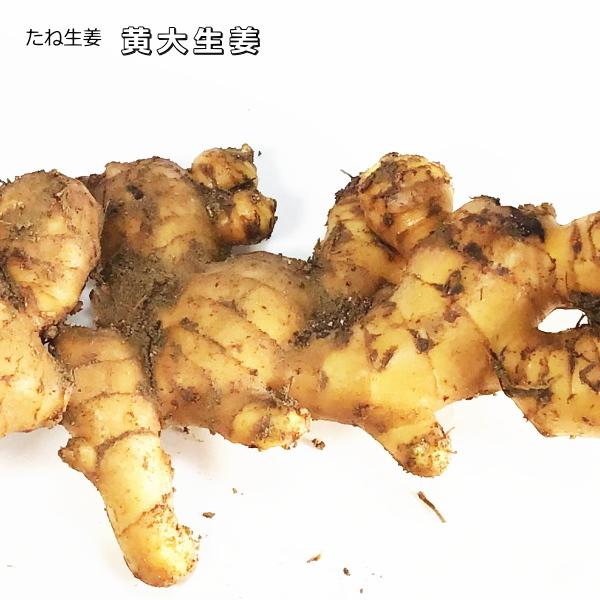 タネ生姜 黄大生姜 500g  ショウガ