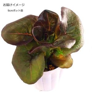 ロメインレタス・ レッドレネット 9cmポット苗の詳細画像1