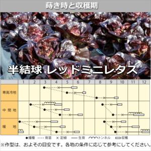 ロメインレタス・ レッドレネット 9cmポット苗の詳細画像3