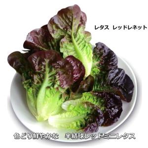 ロメインレタス・ レッドレネット 9cmポット苗の詳細画像4
