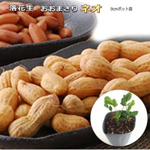 落花生 おおまさりネオ 2粒植え 9cmポット苗 ピーナツ