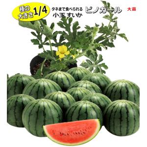 接ぎ木 小玉すいか ピノ・ガール 12cmポット植え大苗 西瓜｜なえ屋の羽場