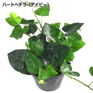 ハートヘデラ (アイビー) 10.5cmポット苗の商品画像