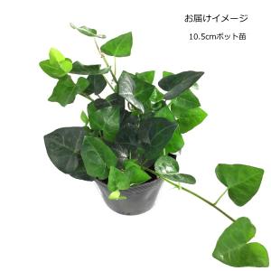 ハートヘデラ (アイビー) 10.5cmポット苗の詳細画像1