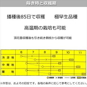 ブロッコリー【 スーパードーム 】9cmポット苗の詳細画像4