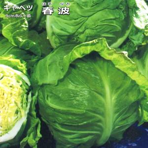 キャベツ 春波 はるなみ 9cmポット苗