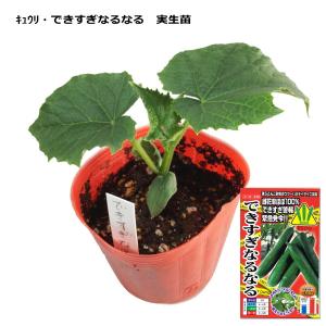 日本山人参/ヒュウガトウキ 苗』「神の草」として珍重され門外不出の