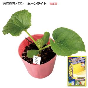 べにはるか苗1000本6月５日発送 予約商品】【紅はるか1000本】【2026年令和8年度分】サツマイモ苗 紅