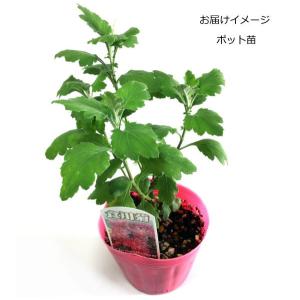 食用菊 9cmポット苗 ピンク色の詳細画像1