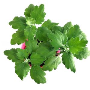 食用菊 9cmポット苗 ピンク色の詳細画像3