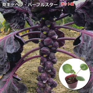 芽キャベツ・パープルスター（子持ち甘藍） 9cmポット苗