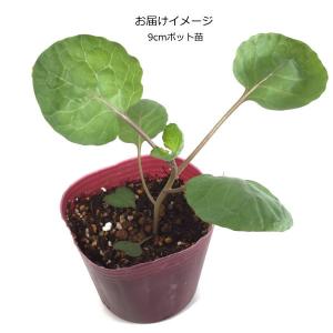 芽キャベツ・パープルスター(子持ち甘藍) 9c...の詳細画像1