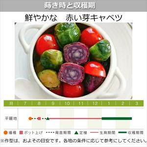 芽キャベツ・パープルスター(子持ち甘藍) 9c...の詳細画像4