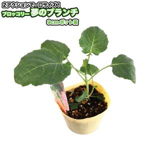 ブロッコリー【 夢のブランチ 】9cmポット苗の詳細画像1