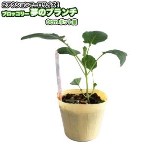 ブロッコリー【 夢のブランチ 】9cmポット苗の詳細画像2
