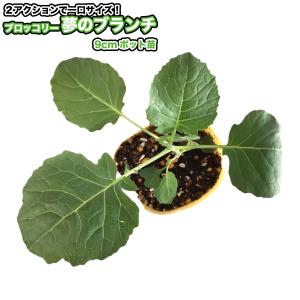 ブロッコリー【 夢のブランチ 】9cmポット苗の詳細画像3