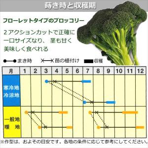 ブロッコリー【 夢のブランチ 】9cmポット苗の詳細画像4