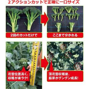 ブロッコリー【 夢のブランチ 】9cmポット苗の詳細画像5