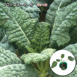 ブロッコリーケール 9cmポット苗